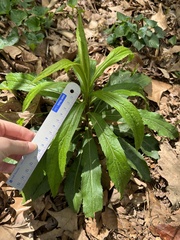 Micranthes micranthidifolia