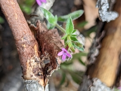 Allophyllum divaricatum