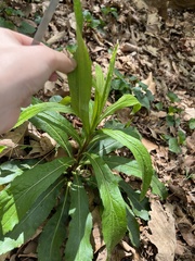 Micranthes micranthidifolia