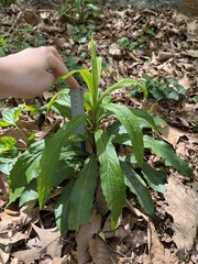 Micranthes micranthidifolia