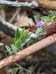 Allophyllum divaricatum