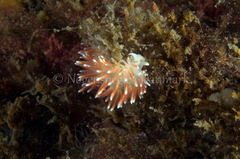 Carronella pellucida