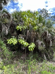 Alstonia macrophylla
