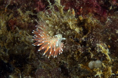 Carronella pellucida