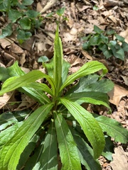 Micranthes micranthidifolia