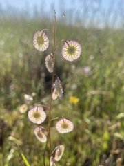 Thysanocarpus radians
