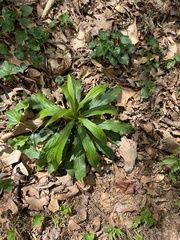 Micranthes micranthidifolia