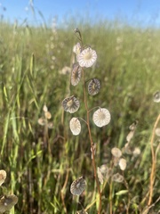 Thysanocarpus radians