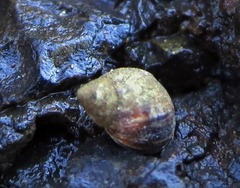 Melarhaphe neritoides