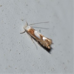 Phyllonorycter fitchella