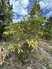 Image of Syzygium cumini