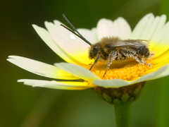 Eucera