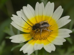 Eucera