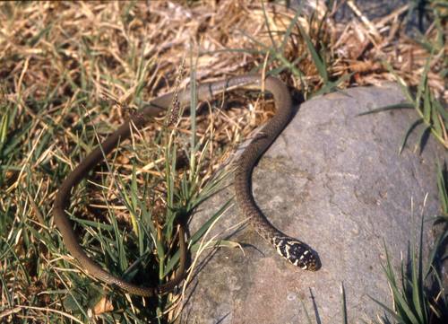Photo of a Western Whip Snake (Hierophis viridiflavus)