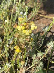 Castilleja campestris