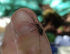 Tetragnatha quasimodo