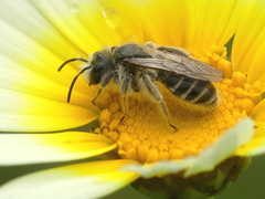 Andrena