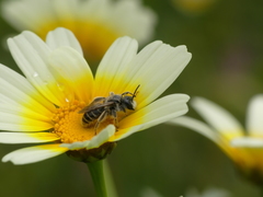 Andrena