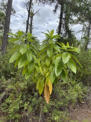 Alstonia macrophylla