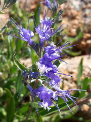 Caryopteris mongholica