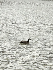 Branta canadensis