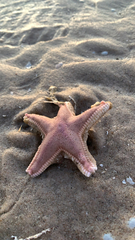 Astropecten irregularis