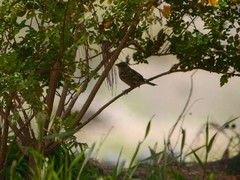 Passer hispaniolensis hispaniolensis