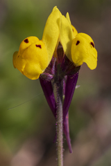 Linaria amethystea multipunctata