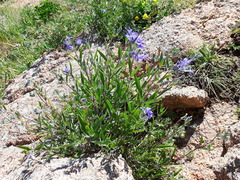 Caryopteris mongholica