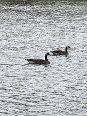 Branta canadensis