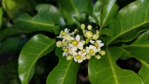 Image of Exothea paniculata by (c) Michelle Smith, some rights reserved (CC BY)
