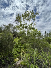 Alstonia macrophylla
