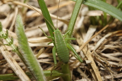Isophya camptoxypha