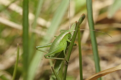 Isophya camptoxypha