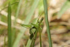 Isophya camptoxypha