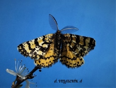 Eurranthis plummistaria