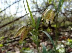Fritillaria montana