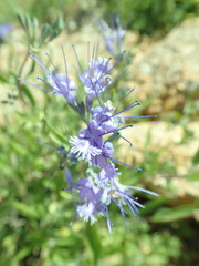 Caryopteris mongholica