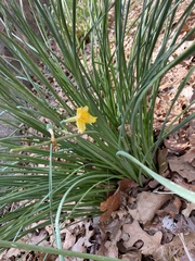 Narcissus jonquilla