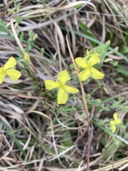 Hypericum suffruticosum