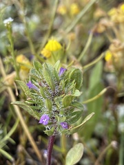 Pogogyne zizyphoroides