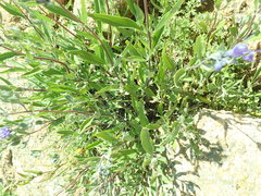 Caryopteris mongholica