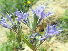 Caryopteris mongholica