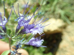 Caryopteris mongholica