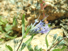 Caryopteris mongholica
