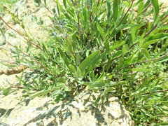 Caryopteris mongholica