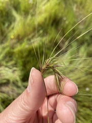Taeniatherum