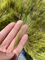 Taeniatherum