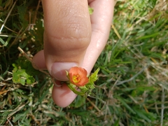 Modiola caroliniana