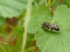 Apis mellifera
